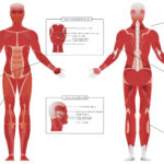 Ilustração anatômica mostrando os principais grupos musculares do corpo humano, utilizada para explicar o conceito de memória muscular e a readaptação ao treino.